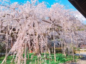 Foodieで撮った枝垂れ桜