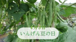 4月3日・いんげん豆の日