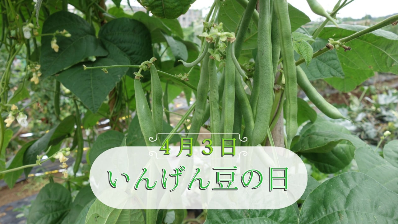 4月3日・いんげん豆の日